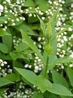 Deutzia gracilis (fam Hydrangeacees) (Japon, Chine) (4) (Photo F. Mrugala)